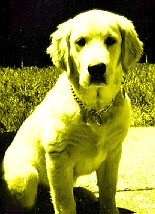 This is not a BLUE DOG!